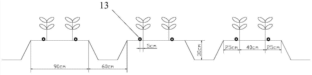 A method for planting tomatoes in saline-alkali soil covered with film and drip irrigation