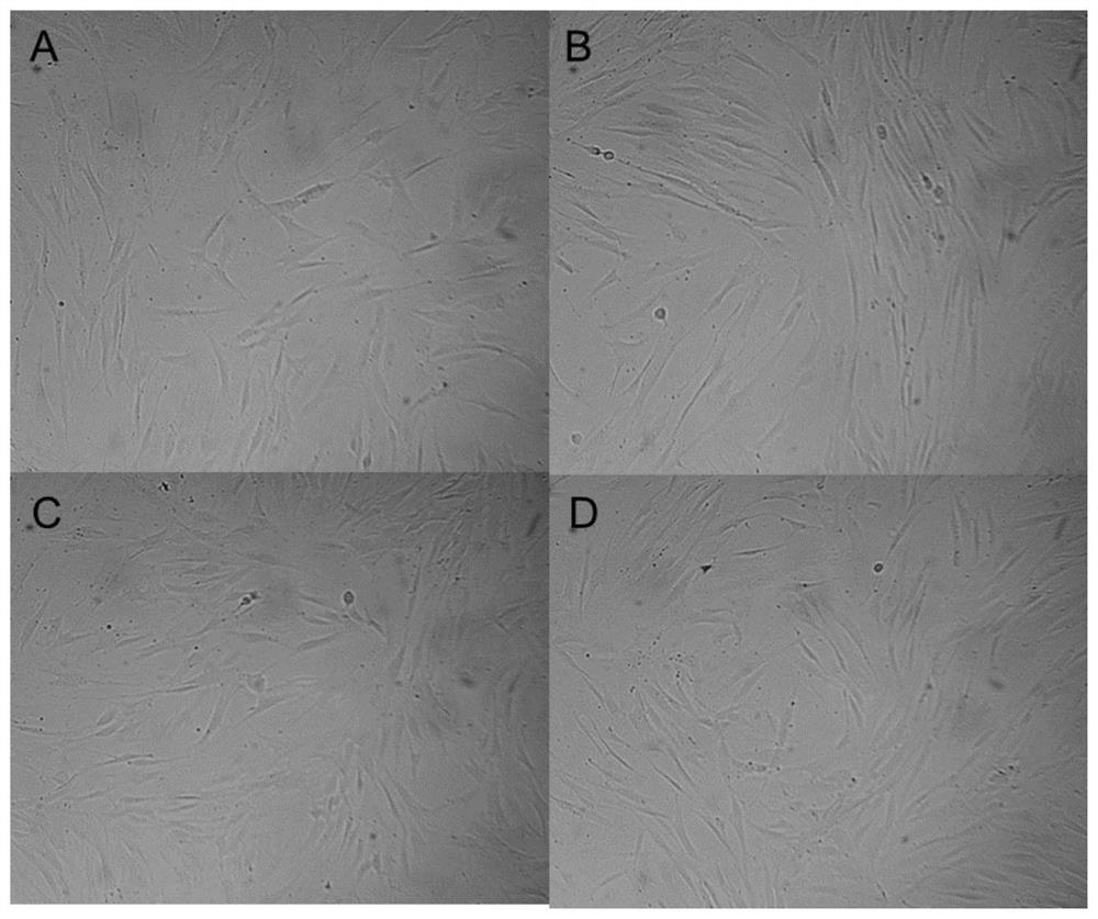 Application of Aqueous Extract of Snow Flakes in Regulation of Fibroblast Cycle