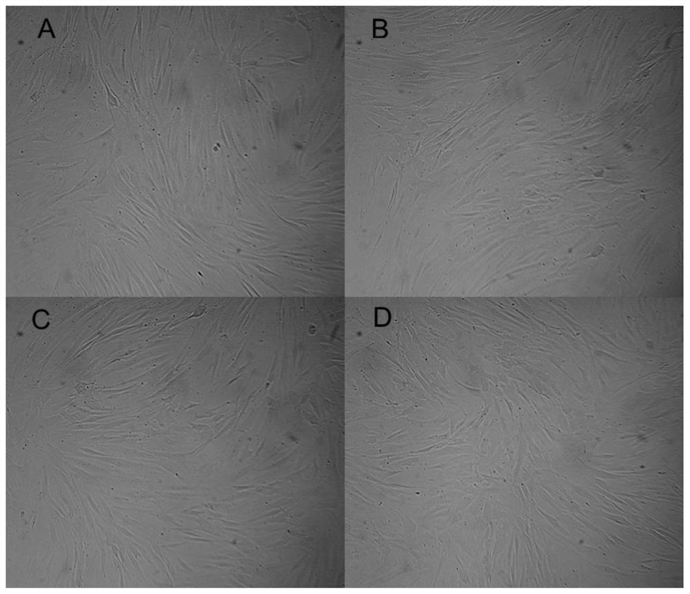 Application of Aqueous Extract of Snow Flakes in Regulation of Fibroblast Cycle