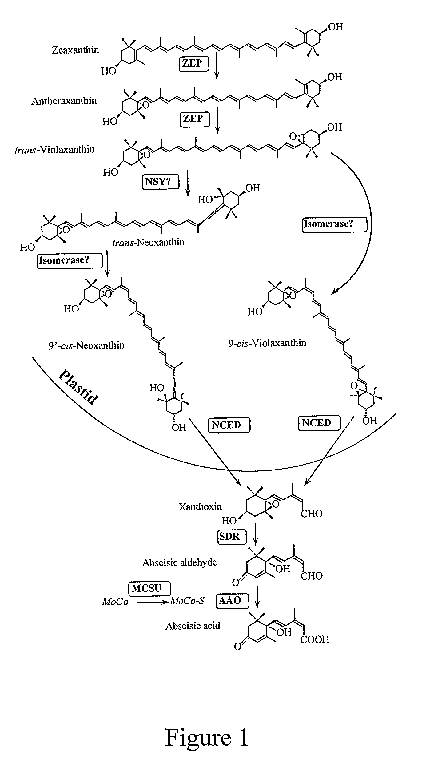 Plants with increased tolerance to water deficit