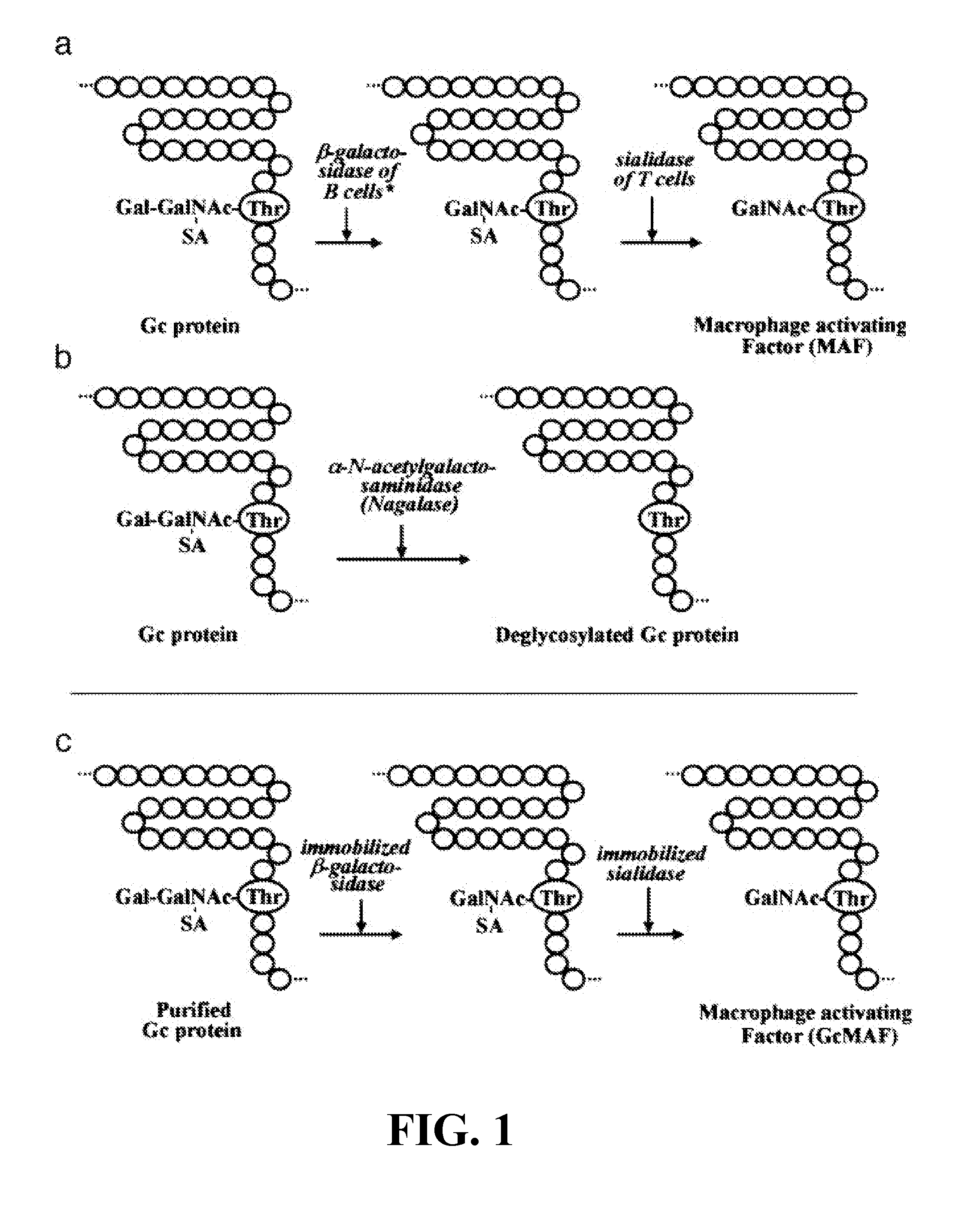 Tumoricidal, bactericidal, or viricidal macrophage activation