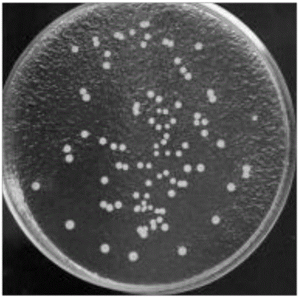 Bacterial colony quick counting method