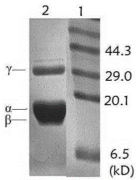 Method for preparing phycoerythrin through combination of centrifugal method and anion exchange chromatography media