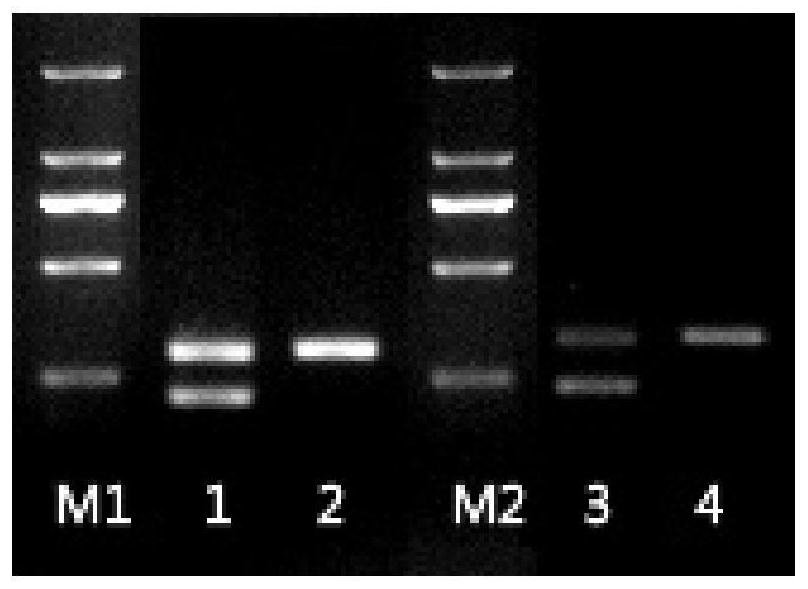 isknv gene intron and its application in distinguishing isknv live virus and inactivated virus