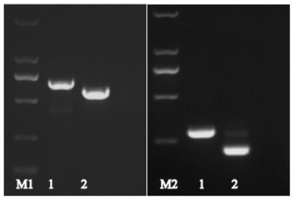 isknv gene intron and its application in distinguishing isknv live virus and inactivated virus