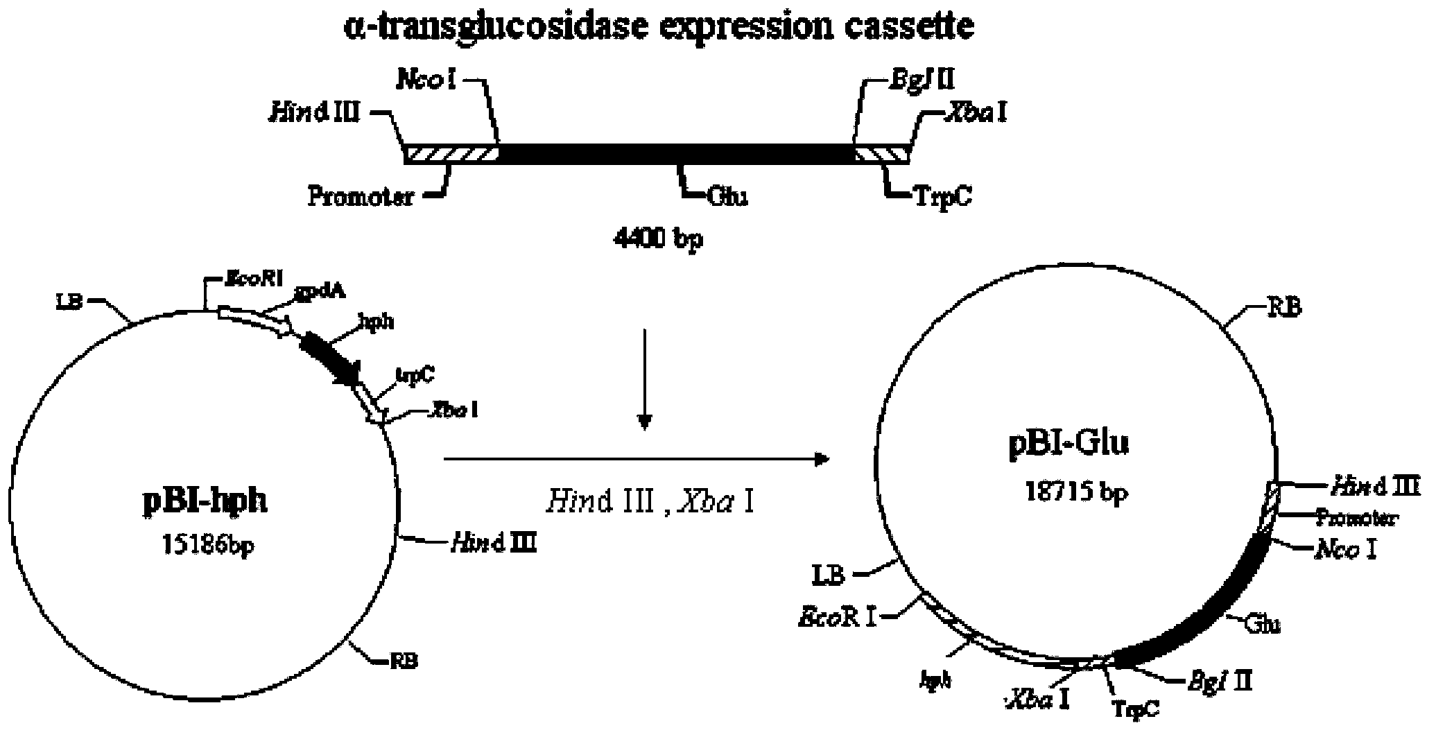 Genetically engineered bacterium capable of efficiently expressing alpha-transglucosidase, and construction method of genetically engineered bacterium