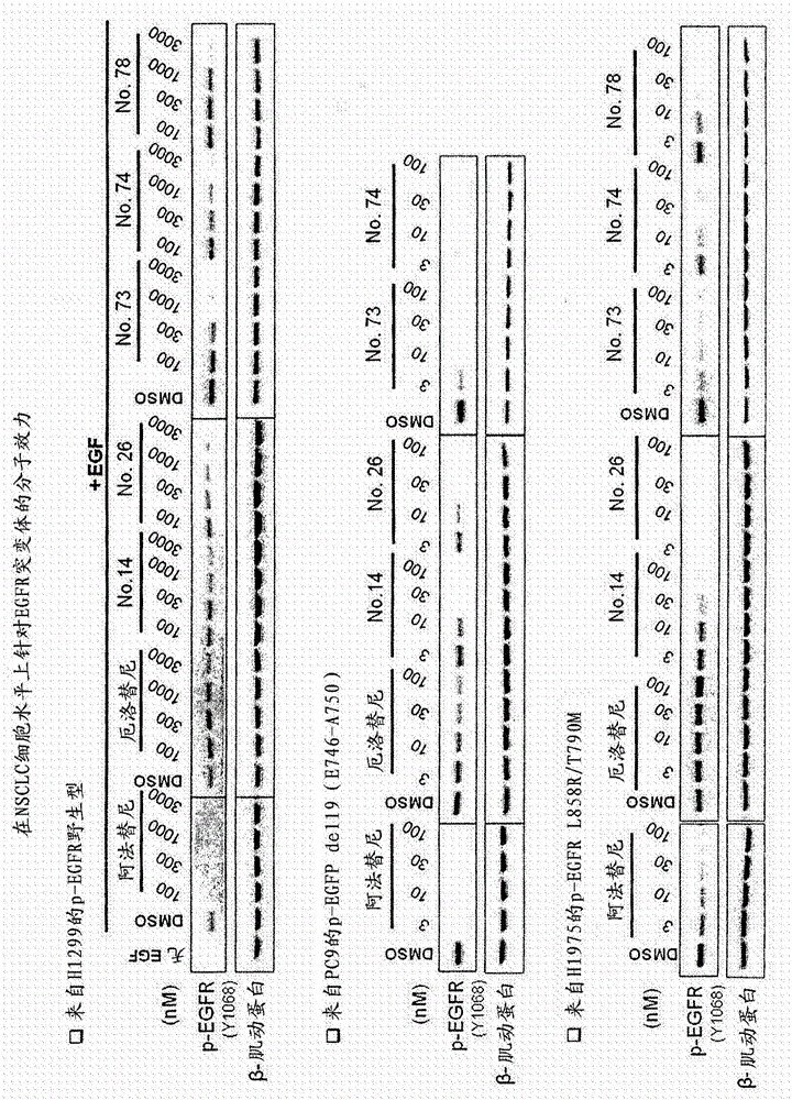 Compounds and compositions for modulating EGFR mutant kinase activities