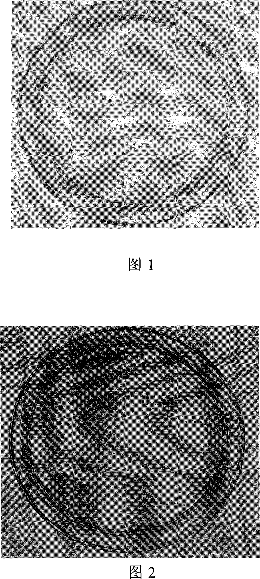 Phi C31 site specific recombinase mutant, preparation method thereof and application