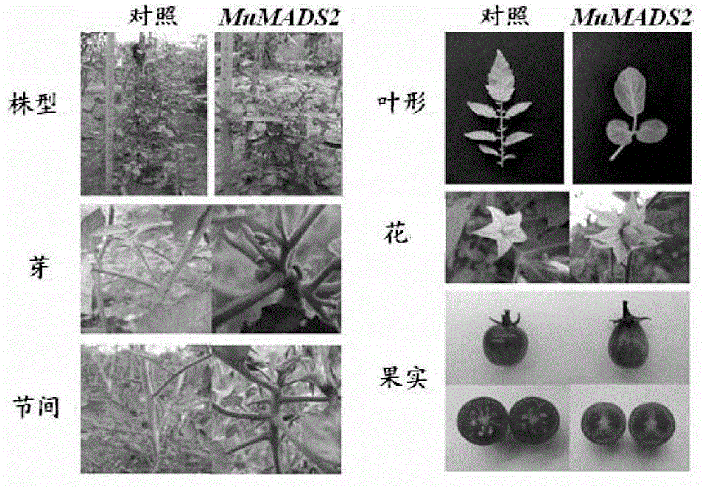Application of MuMADS2 to culturing of fruit quality-improved transgenic plant