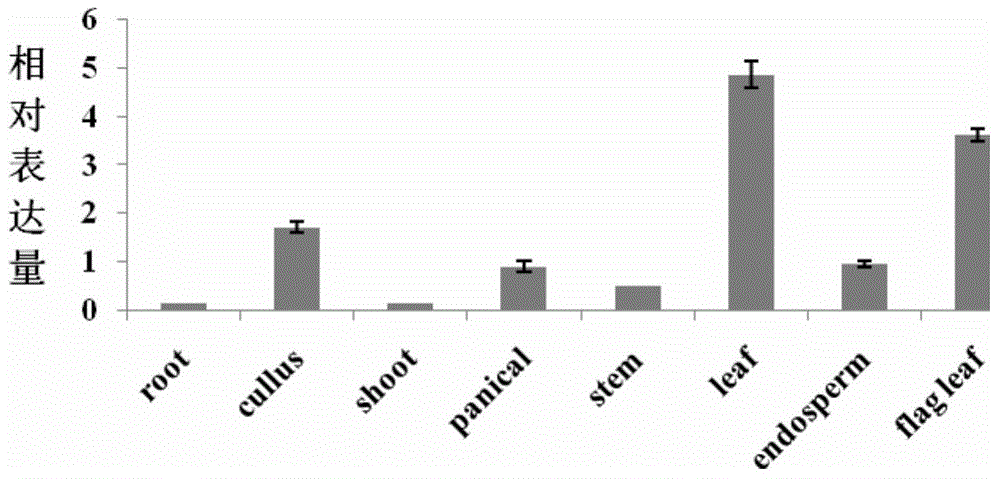 Application of histone methyltransferase sdg723 in regulation of rice heading stage