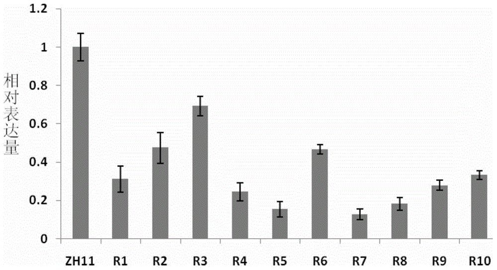 Application of histone methyltransferase sdg723 in regulation of rice heading stage