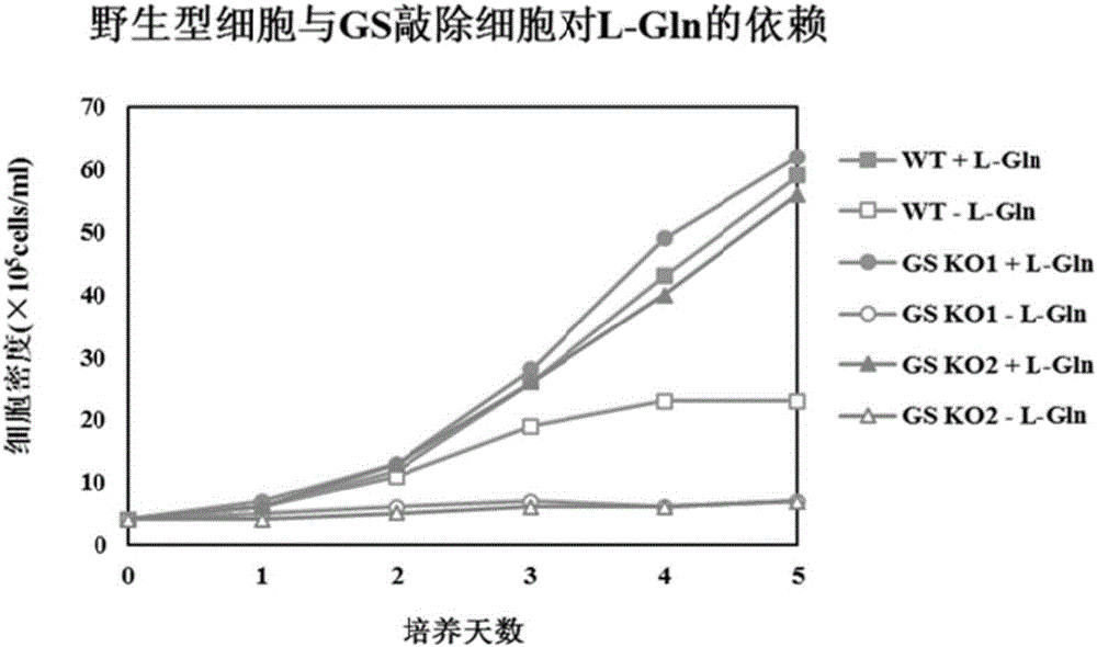 GS (glutamine synthetase) gene specific identification crRNA and application thereof