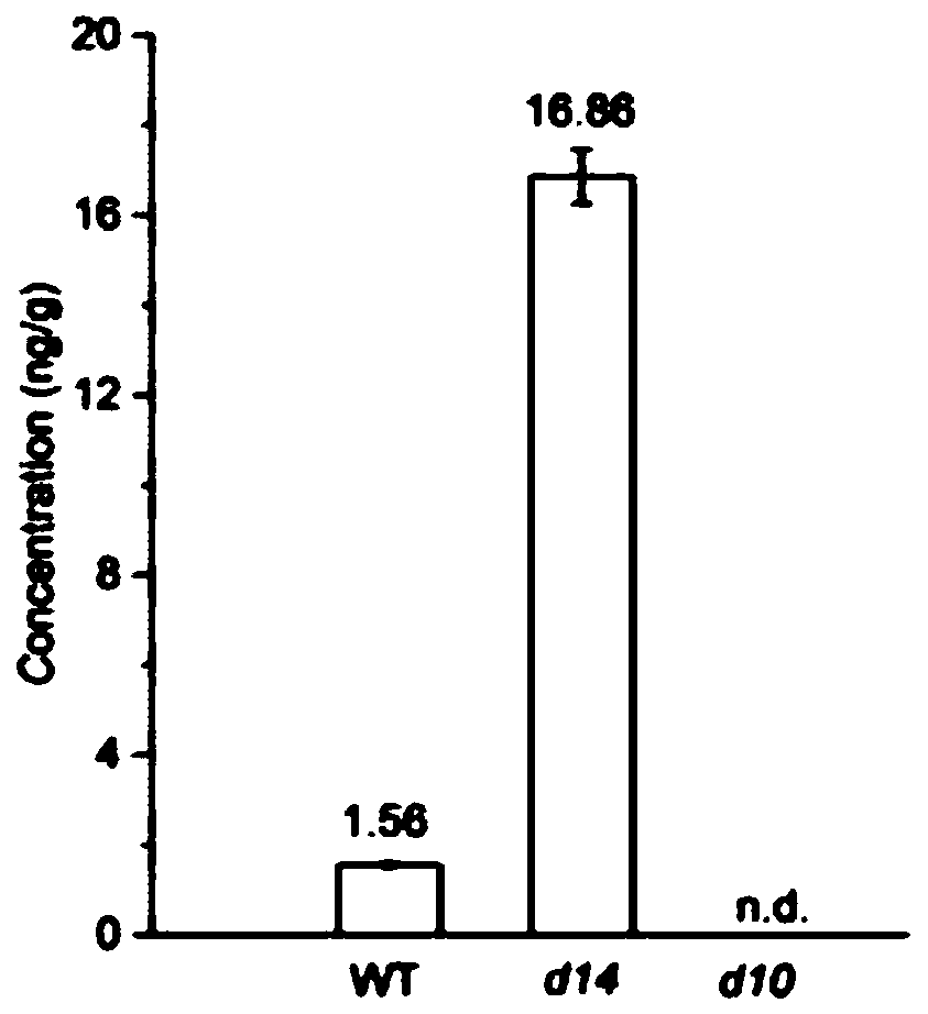 A fully automatic online SPE-LC-MS/MS method for the quantitative analysis of endogenous strigolactones in plant samples