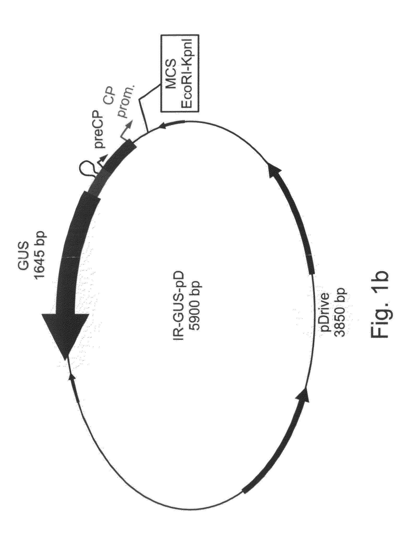 Plant Expression Constructs and Methods of Utilizing Same
