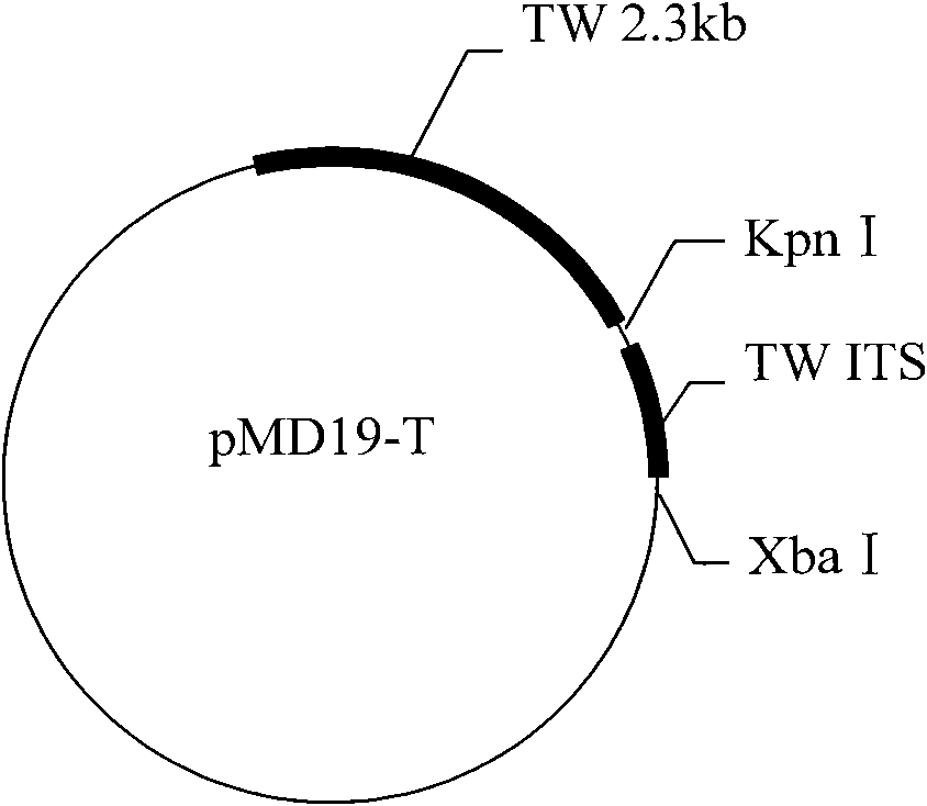 Standard molecule for detecting tilletia walkeri castebury&carris and construction method thereof
