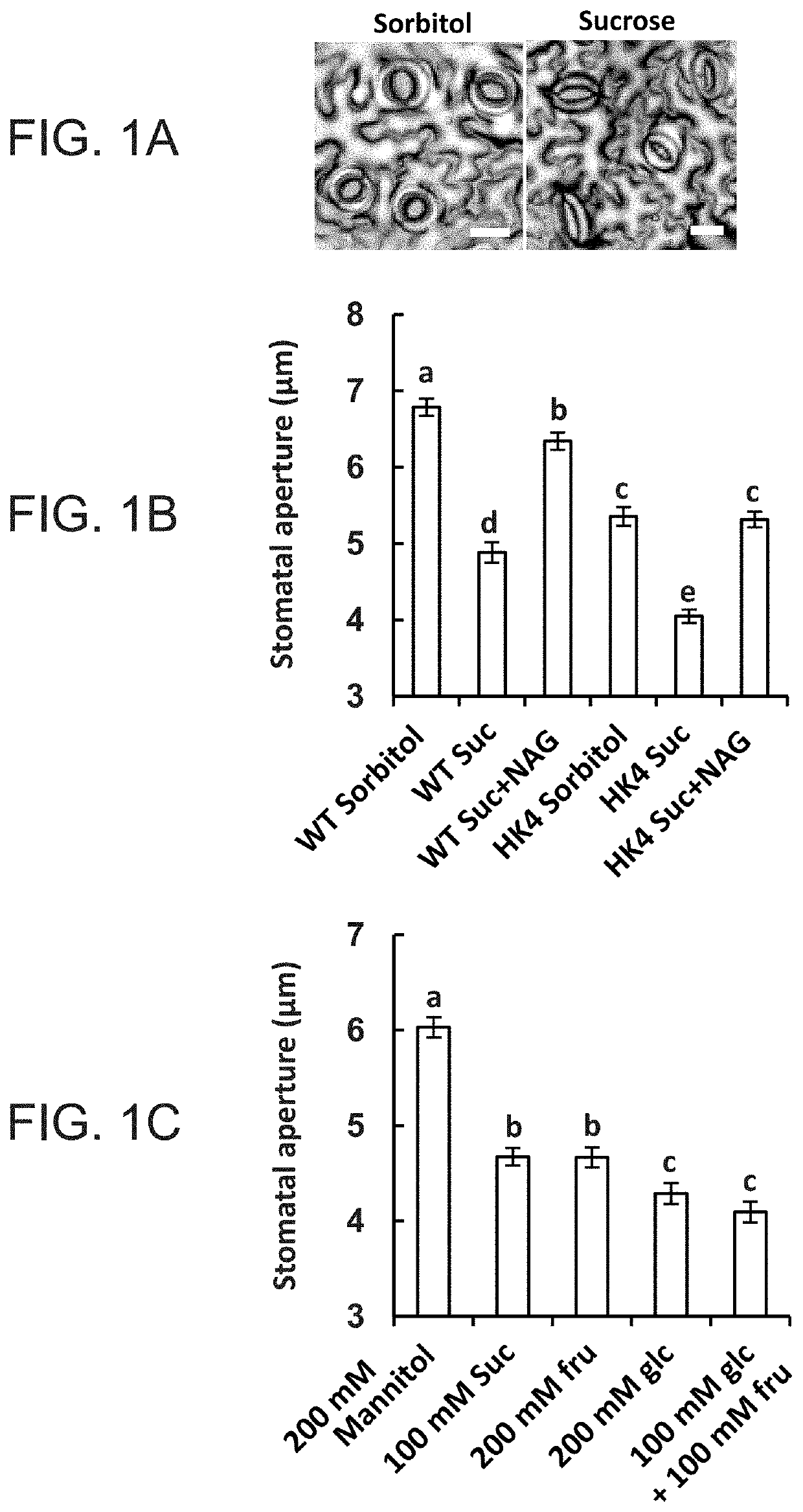 Methods of modulating stomata conductance and plant expression constructs for executing same