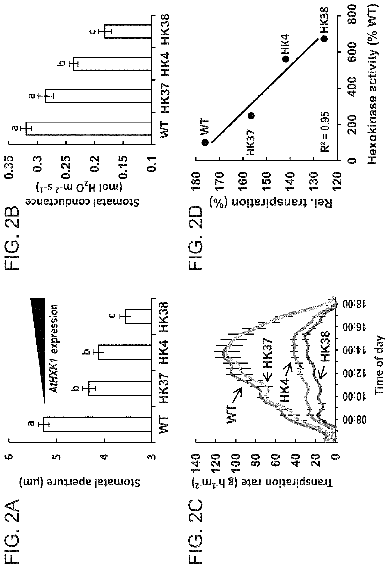 Methods of modulating stomata conductance and plant expression constructs for executing same