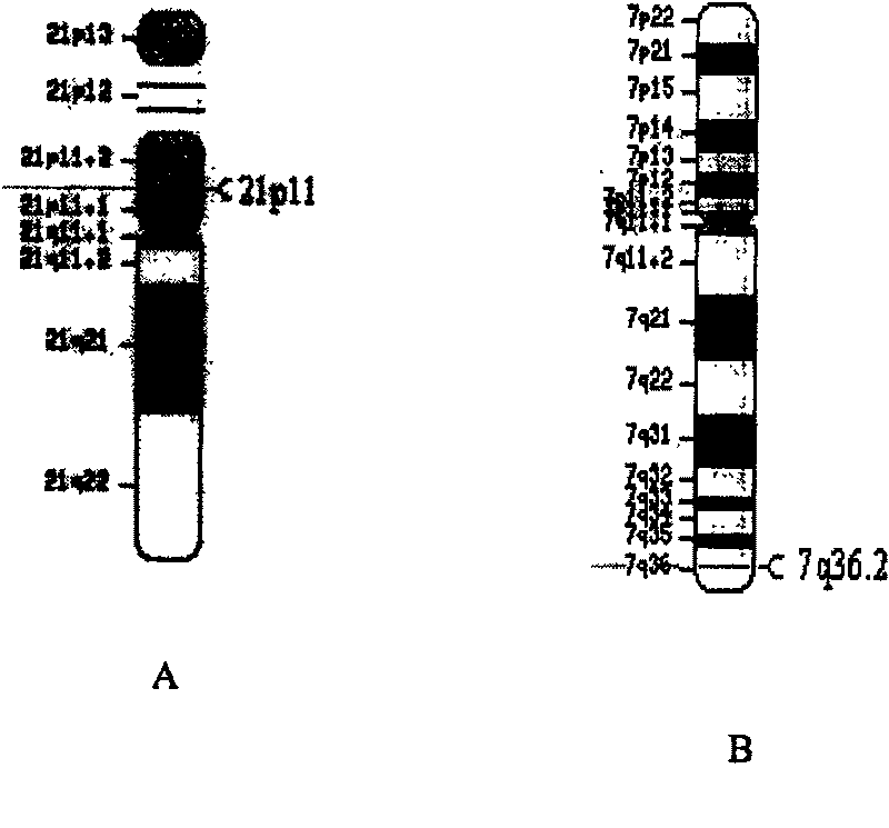 Human source chromosome targeting vector of human beta-globin gene cluster and application therefor