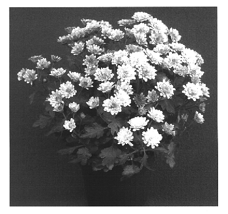 Chrysanthemum plant named `Apricot Yoelmira`