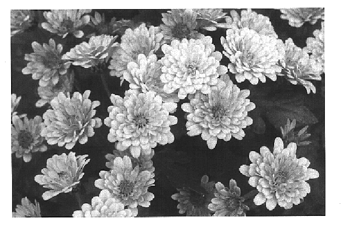 Chrysanthemum plant named `Apricot Yoelmira`