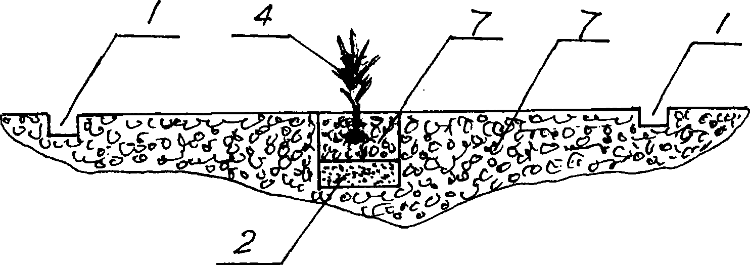 Ridge shallow-growing root-limiting cultivating method of grape