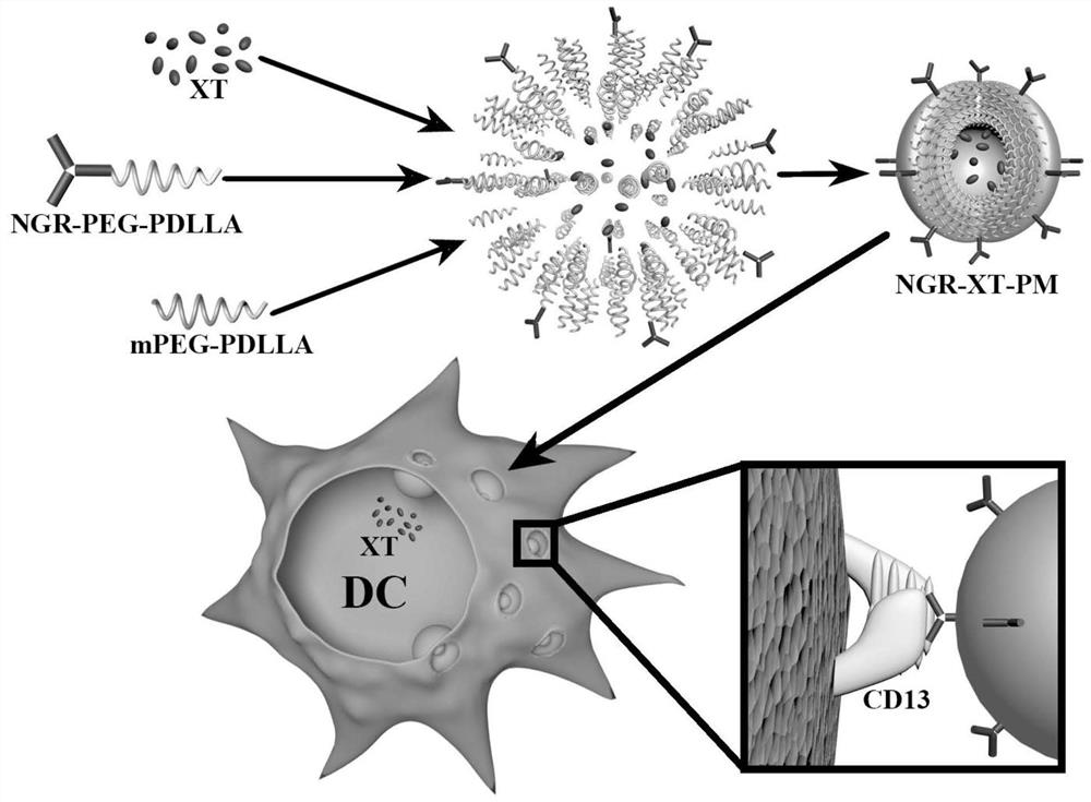A kind of Xanthiting nano-micelle targeting dendritic cells and its preparation method and application