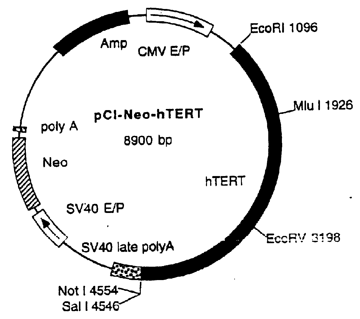 Newborn sertoli-cell immortalization cell line and establishing method and application thereof