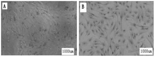 Newborn sertoli-cell immortalization cell line and establishing method and application thereof