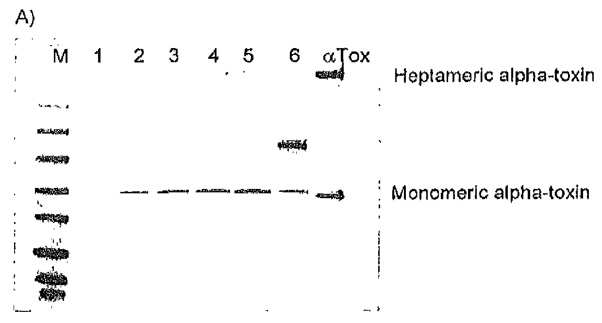 Human monoclonal antibody against <i>S. aureus </i>derived alpha-toxin and its use in treating or preventing abscess formation
