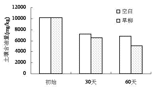 Method for repairing oil-contaminated wetland by using plant salix matsudana