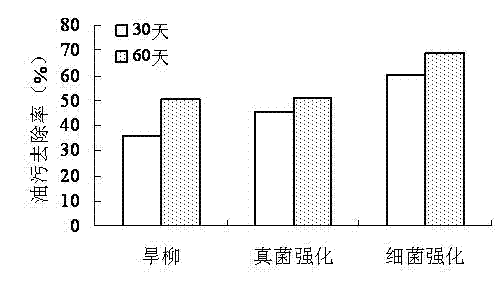 Method for repairing oil-contaminated wetland by using plant salix matsudana