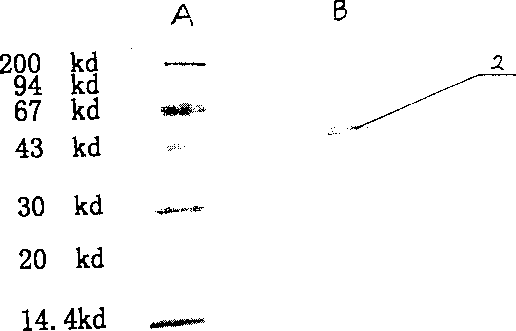 Process high effectively producing BPI-Fc recombinant protein