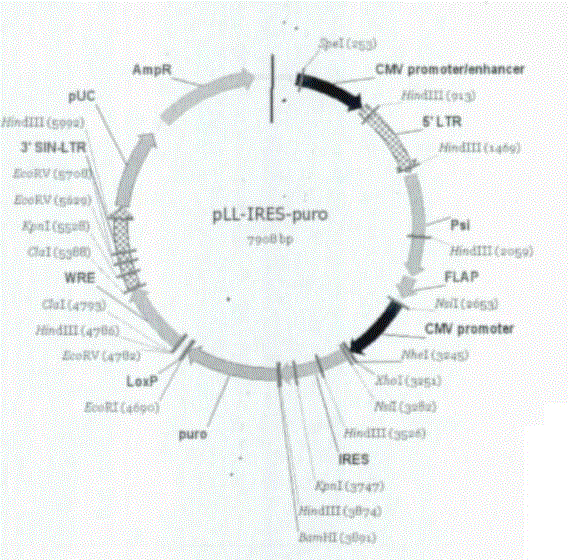 Method, kit and use for preparing pluripotent stem cells