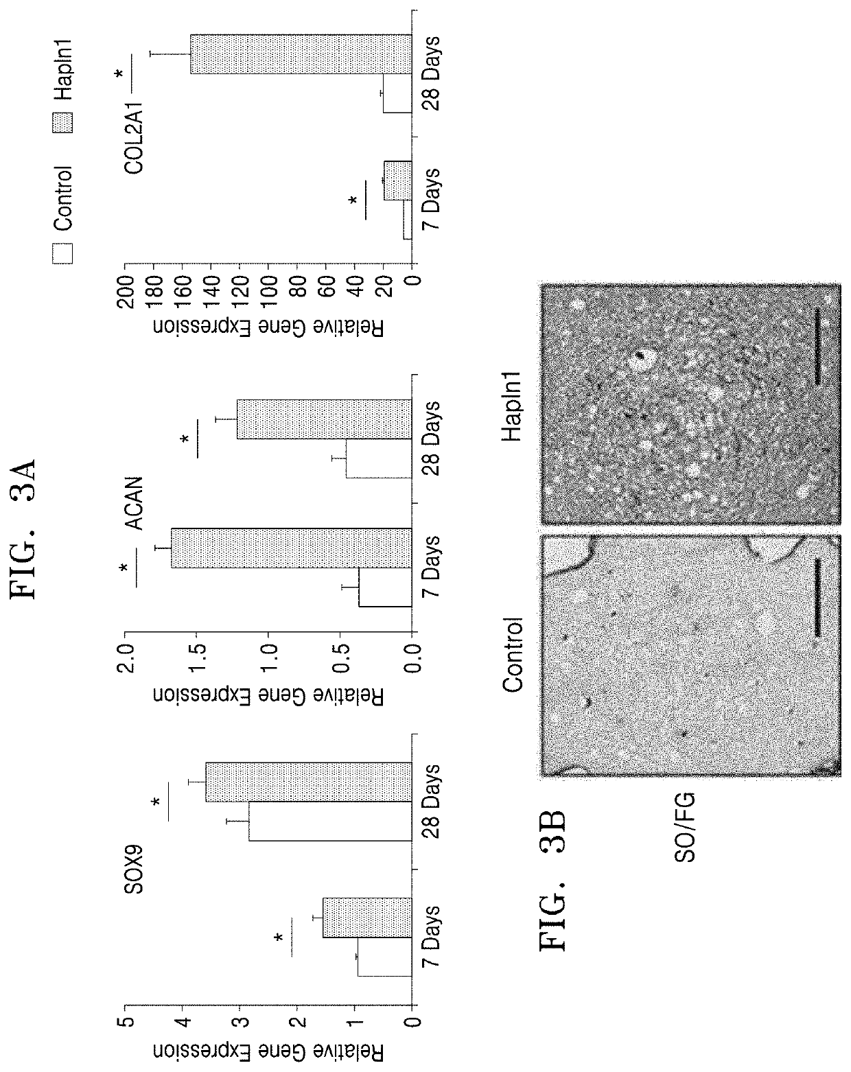 Cartilage regeneration composition containing HAPLN1 as active ingredient