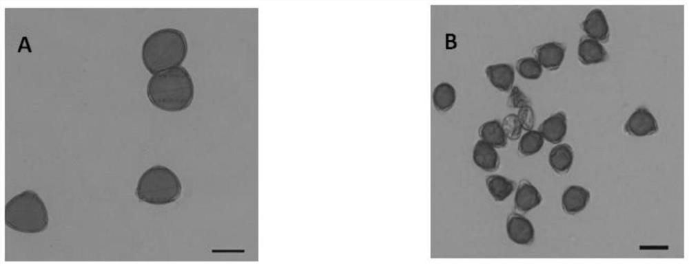 Method for sorting 2n pollen from pollen