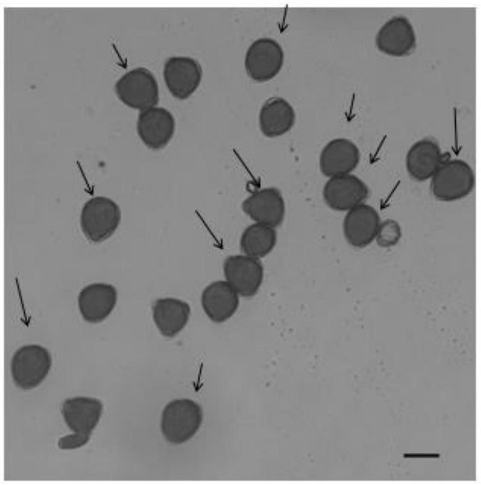 Method for sorting 2n pollen from pollen