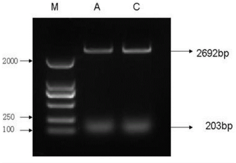 DHAV (duck hepatitis A virus) typing detection method based on fluorescent quantitative PCR (polymerase chain reaction) melting curve method