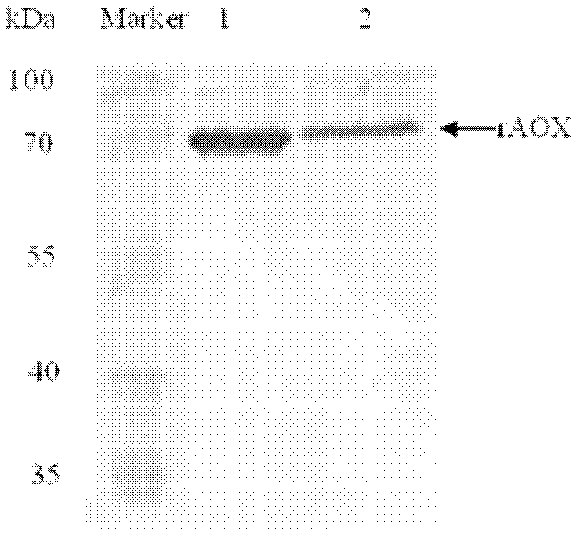 Method for expressing and purifying recombinant ethanol oxidase in pichia pastoris