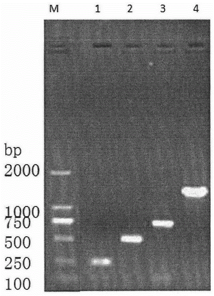 Quick detection method for mastitis