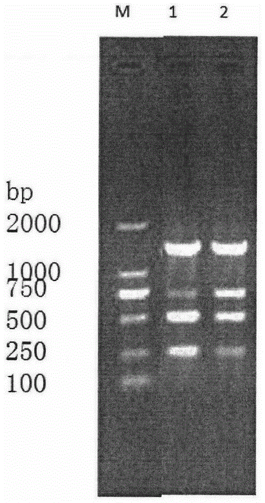 Quick detection method for mastitis