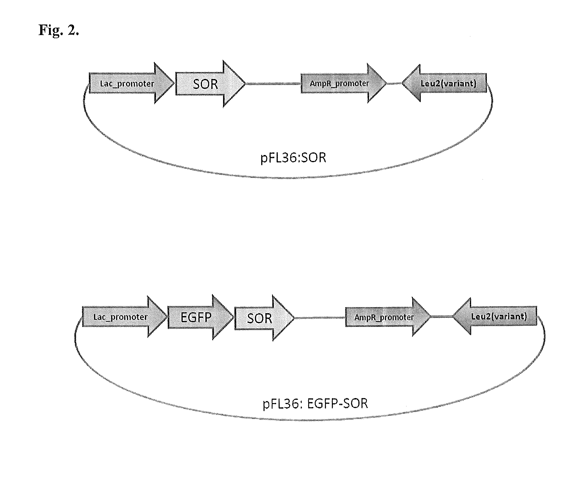 Transgenic Expression of Archaea Superoxide Reductase