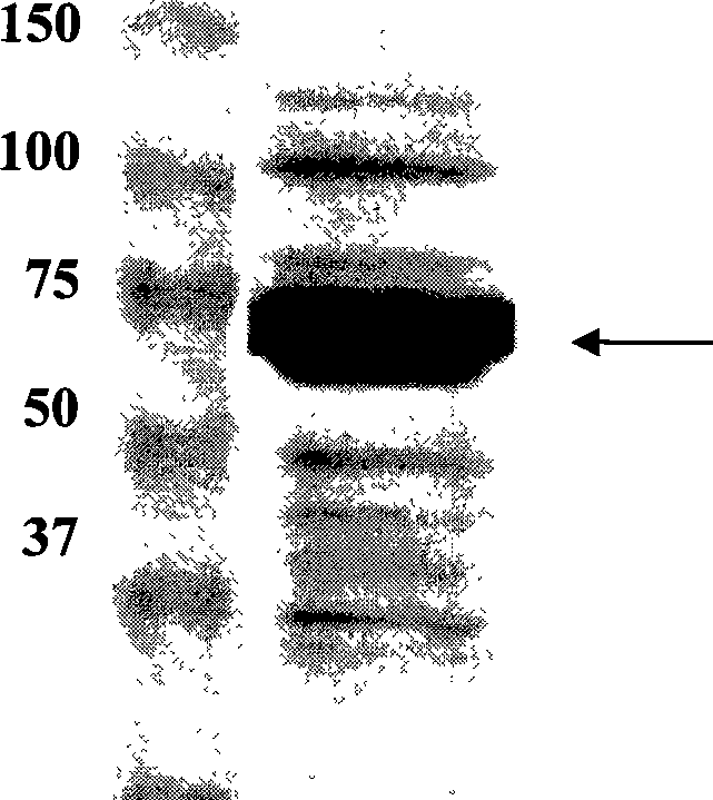 Recombinant vector containing polyhedrosis gene, and method for expressing and purifying protein