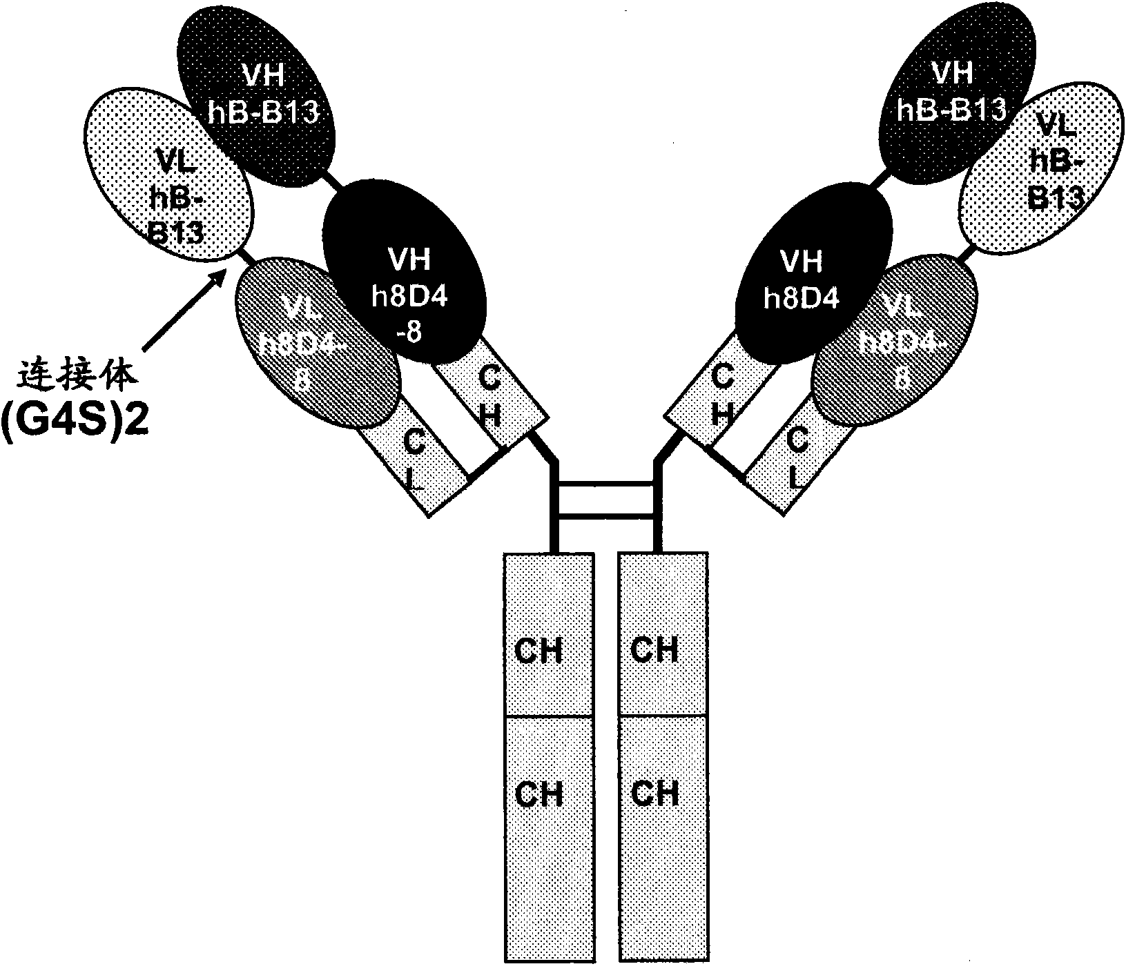 Antibodies that bind IL-4 and/or IL-13 and their uses