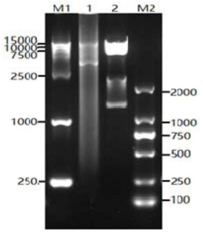Application of gram-positive bacterium expression system in expression of clostridium septium toxin, preparation method of clostridium septium alpha toxin and vaccine