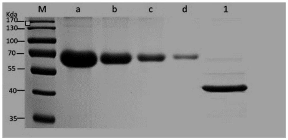 Application of gram-positive bacterium expression system in expression of clostridium septium toxin, preparation method of clostridium septium alpha toxin and vaccine
