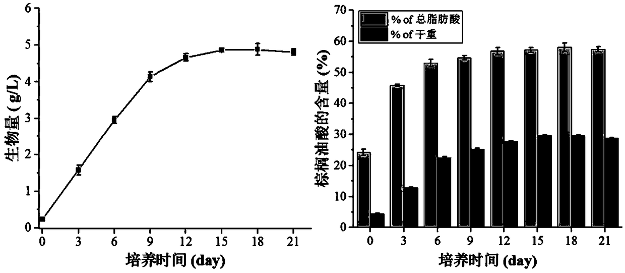 Method for producing palmitoleic acid from Eustigmatophyceae microalgae