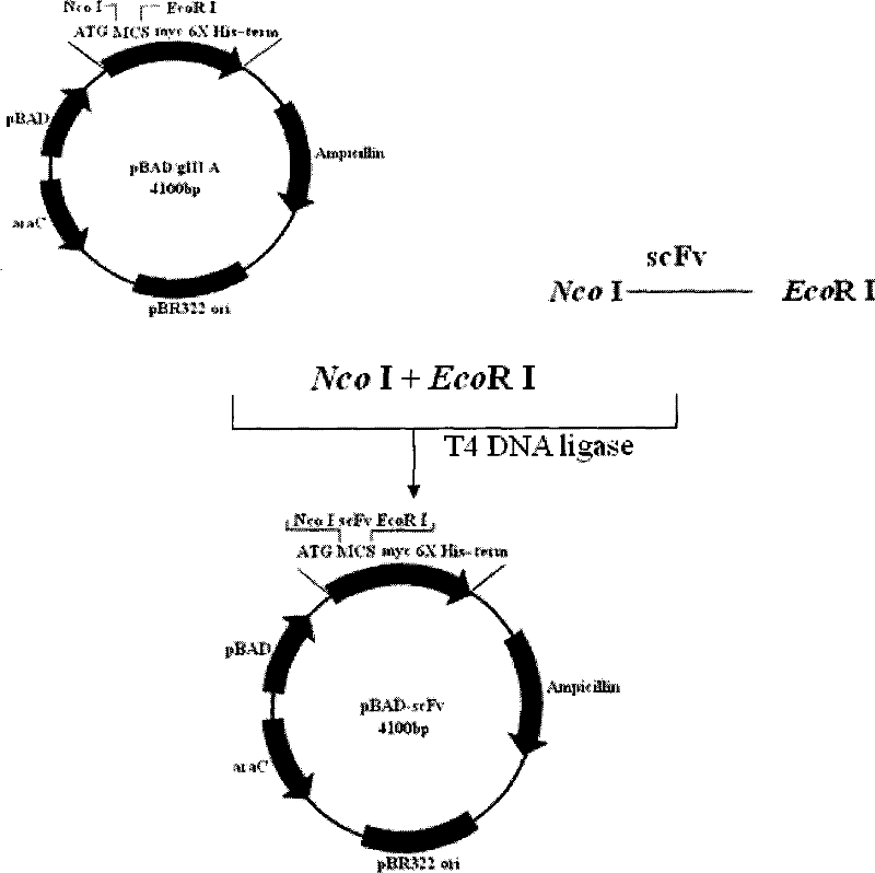 Anti-schistosomiasis monoclonal antibody NP11-4 single-chain antibody, preparation and use thereof