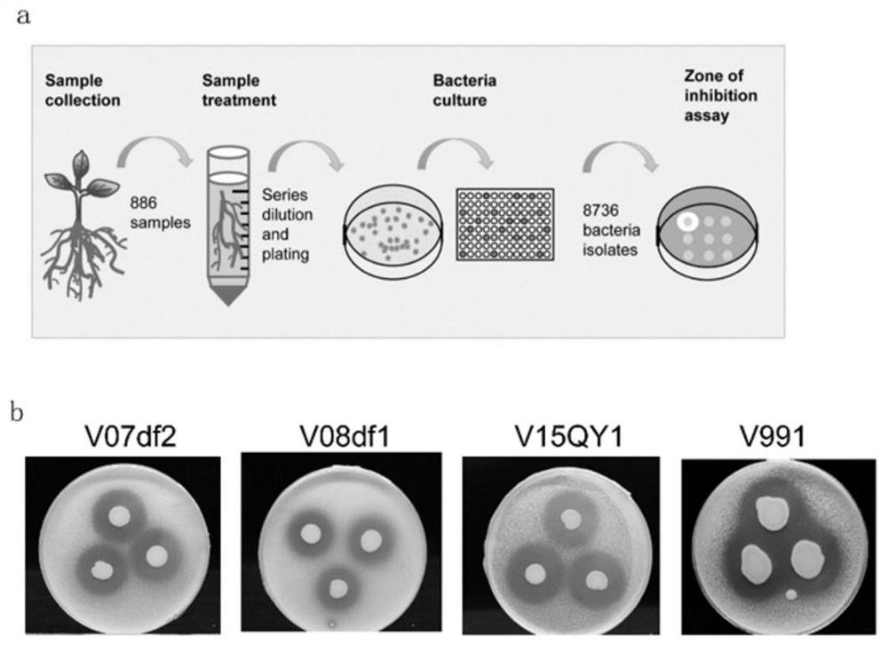 Pseudomonas donghuensis 22G5 and application of effective component 7-hydroxycyclohepttrienone thereof in prevention and treatment of crop Verticillium wilt