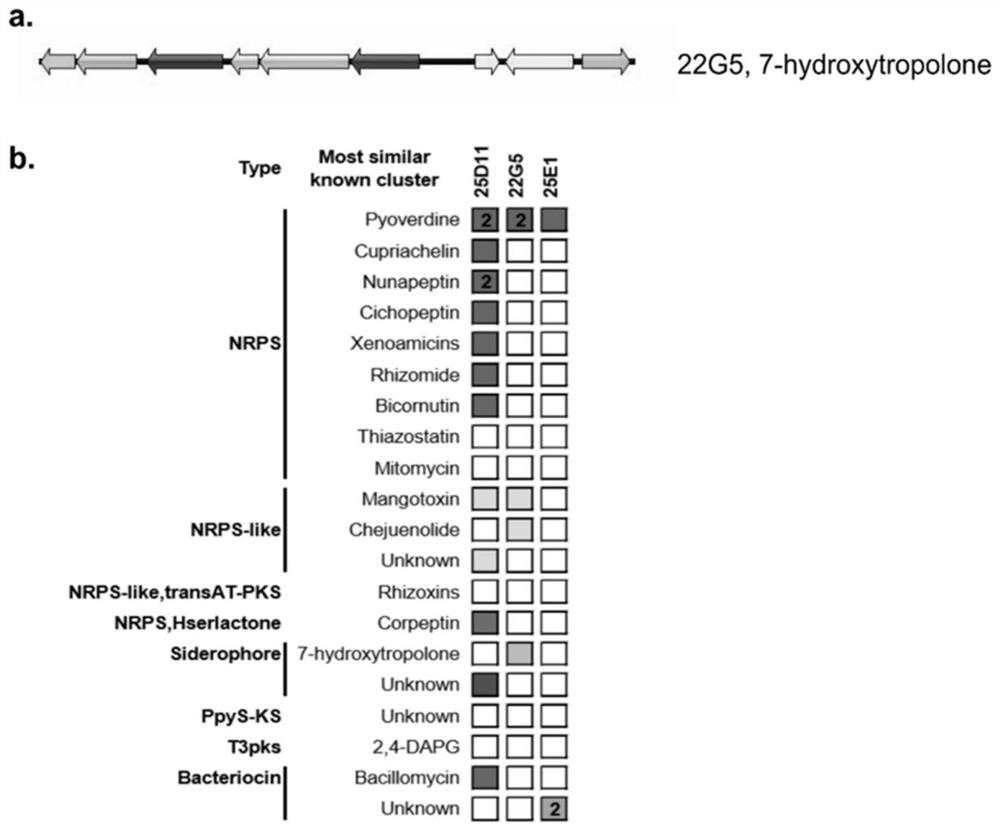 Pseudomonas donghuensis 22G5 and application of effective component 7-hydroxycyclohepttrienone thereof in prevention and treatment of crop Verticillium wilt