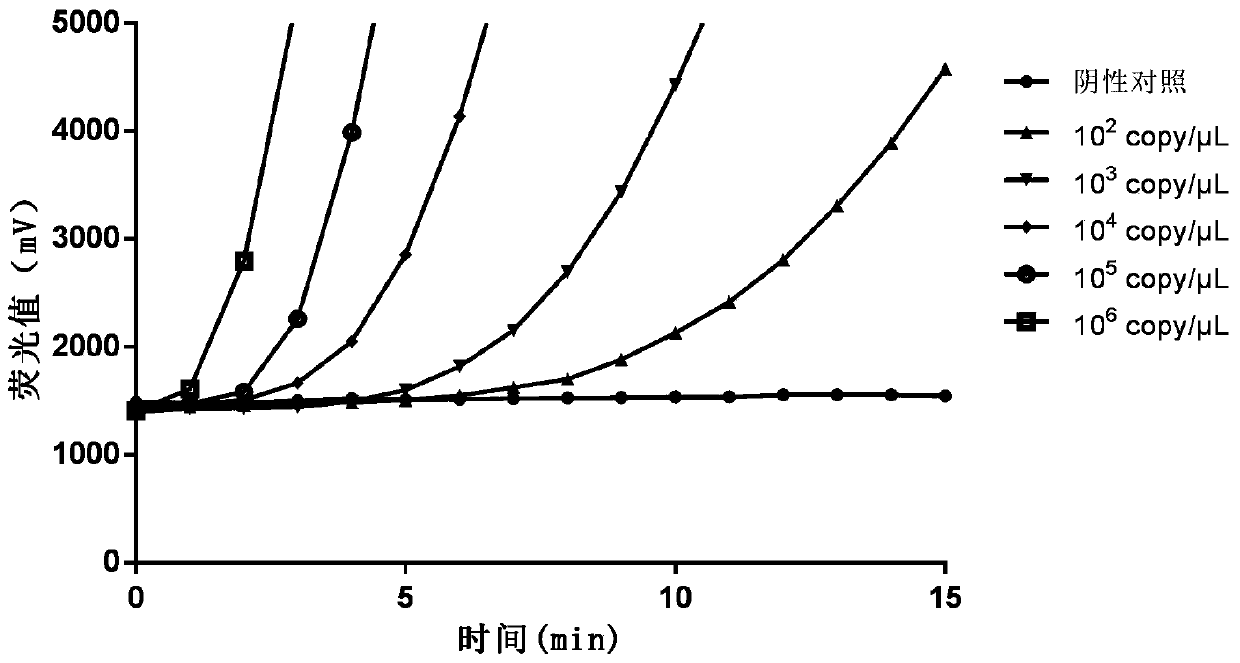 Primer, probe and detection method for detecting cryptosporidium by RAA fluorescence method